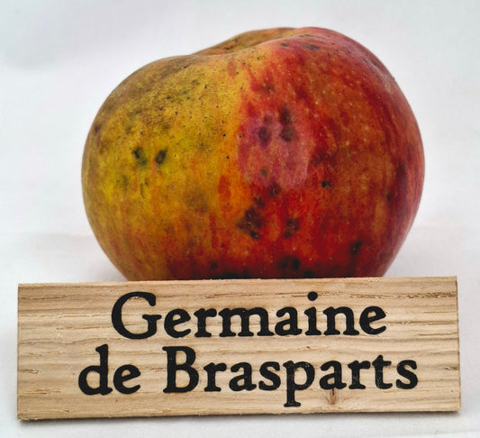 Pommier - Germaine de Brasparts