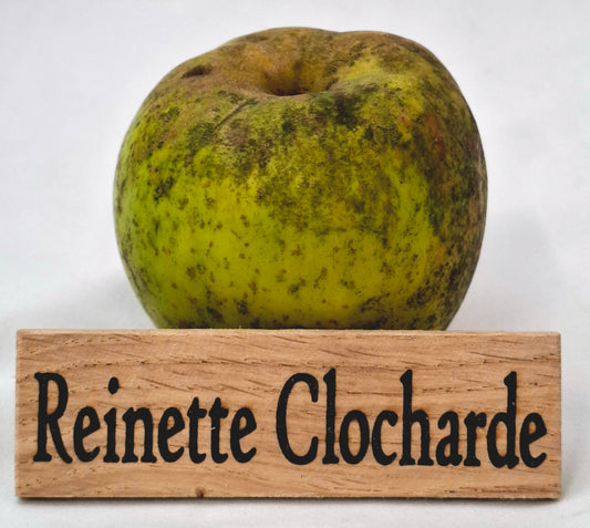 Pommier - Reinette Clocharde