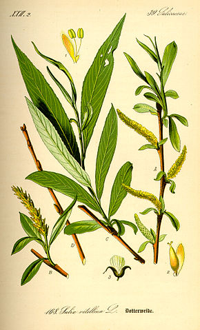 Saule OSIER - Acutifolia